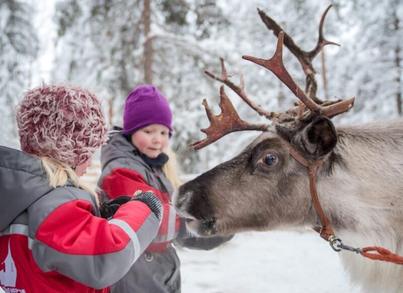 Rovaniemi: Arctic Reindeer Experience with Lunch - Who Is This Tour Best Suited For?