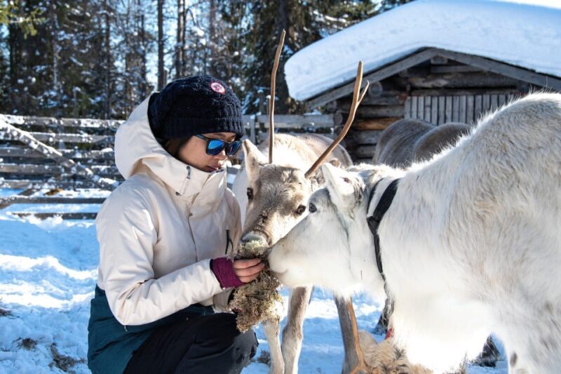 Rovaniemi: Arctic Reindeer Experience with Lunch - FAQs