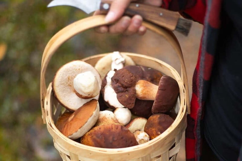 Rovaniemi: Arctic Wild Berry & Mushroom Foraging and Tasting - Who Should Consider This Tour?