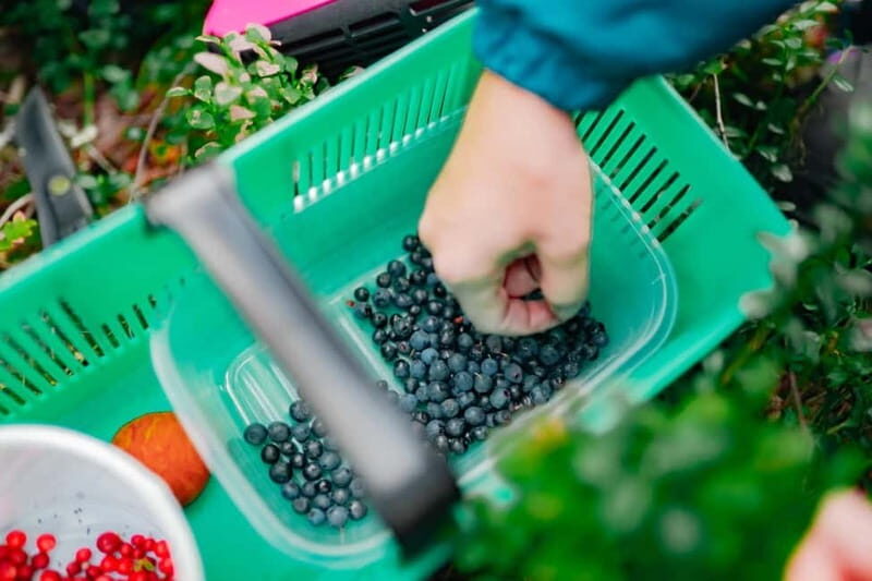 Rovaniemi: Arctic Wild Berry & Mushroom Foraging and Tasting - Frequently Asked Questions