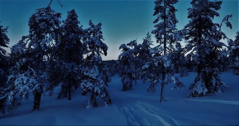 Rovaniemi: Aurora Hunting Tour in the Forest with Hot Drinks - Rovaniemi: Aurora Hunting Tour in the Forest with Hot Drinks
