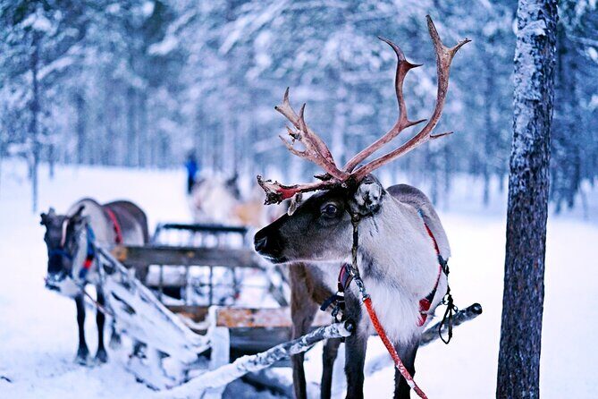 Rovaniemi: Authentic Lapland Reindeer Farm Visit & Sled Ride - A Practical Look at the Experience