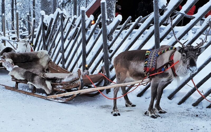 Rovaniemi: Authentic Reindeer Farm Visit and Sleigh Ride - FAQ