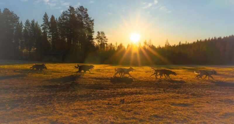 Rovaniemi: Autumn Husky Cart Ride with Hot Drink & Pickup - Experience and Setting