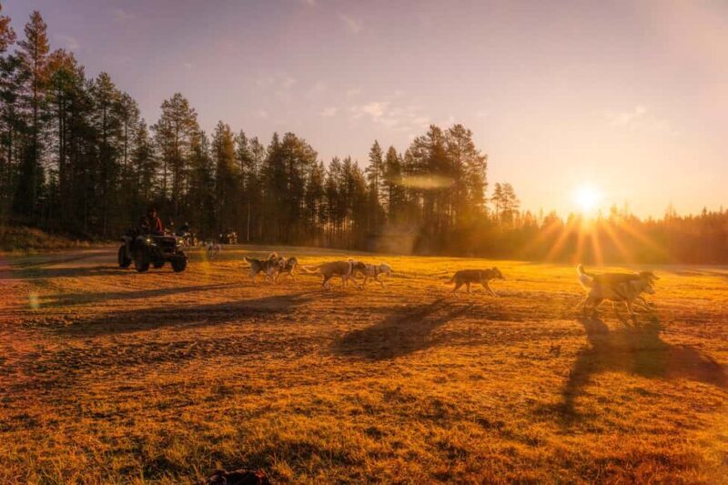 Rovaniemi: Autumn Husky Cart Ride with Hot Drink & Pickup - Post-Ride Comfort: Hot Drinks & Cookies