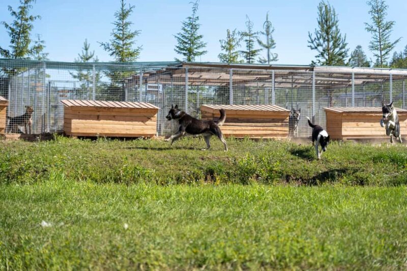 Rovaniemi: Autumn Husky Cart Ride with Hot Drink & Pickup - Practical Details
