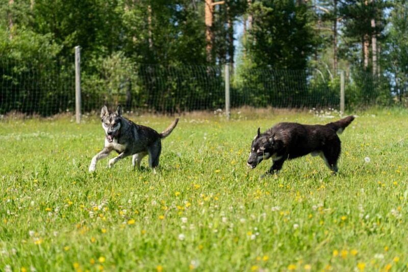 Rovaniemi: Autumn Husky Cart Ride with Hot Drink & Pickup - How This Tour Compares to Other Arctic Adventures