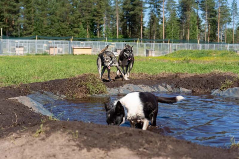 Rovaniemi: Autumn Husky Cart Ride with Hot Drink & Pickup - Who Would Enjoy This Experience?