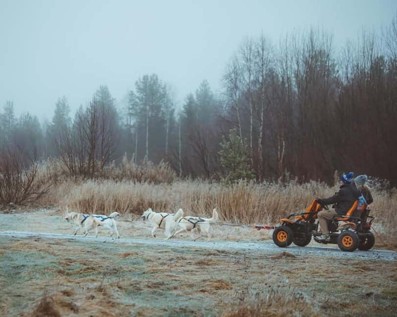 Rovaniemi: Autumn Husky Ride on Wheels - Authenticity and Quality