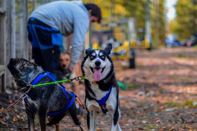Rovaniemi Autumn Husky Safari & BBQ  610 km SelfDrive - A Closer Look at the Rovaniemi Husky Safari & BBQ Tour