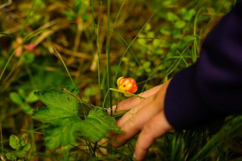 Rovaniemi: Berry and Mushroom Picking with Wilderness Guide - The Itinerary: What to Expect