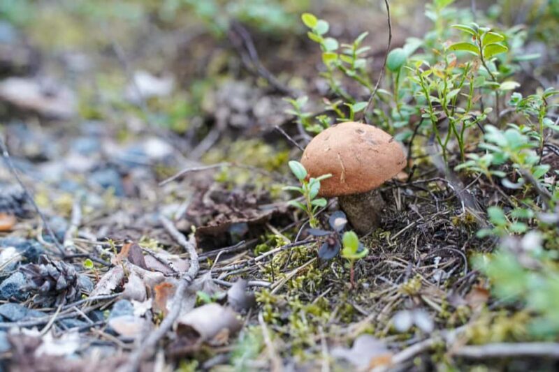 Rovaniemi: Berry and Mushroom Picking with Wilderness Guide - Who Should Consider This Tour?