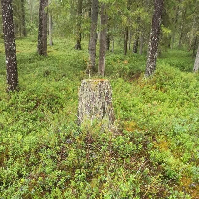 Rovaniemi: Berry Picking Tour with Traditional Laavu - Who Should Consider This Tour?