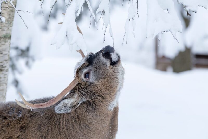 Rovaniemi: Day at Ranua Wildlife Park Arctic Zoo - Exploring Ranua Wildlife Park: What to Expect on Your Day