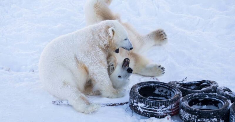 Rovaniemi: Day at Ranua Wildlife Park Arctic Zoo - Final Thoughts