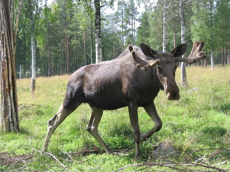 Rovaniemi: Day Trip to Ranua Wildlife Park - Final Thoughts: Why This Tour Is Worth Considering