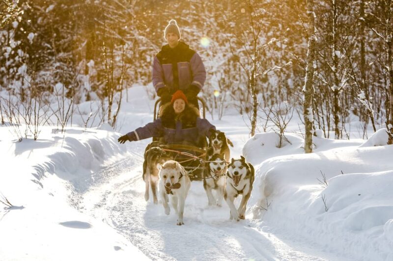 Rovaniemi: Daytime Husky Safari - The Real Experience: A Detailed Look at the Husky Safari