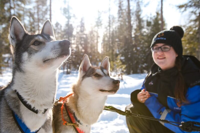 Rovaniemi: Daytime Husky Safari - The Practicalities: What to Expect
