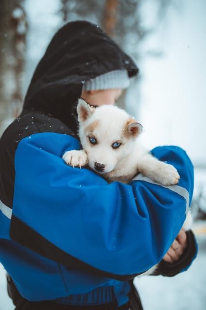 Rovaniemi: Early Winter Husky Sled Ride - An In-Depth Look at the Rovaniemi Husky Sled Ride