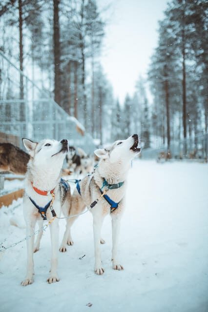 Rovaniemi: Early Winter Husky Sled Ride - FAQs