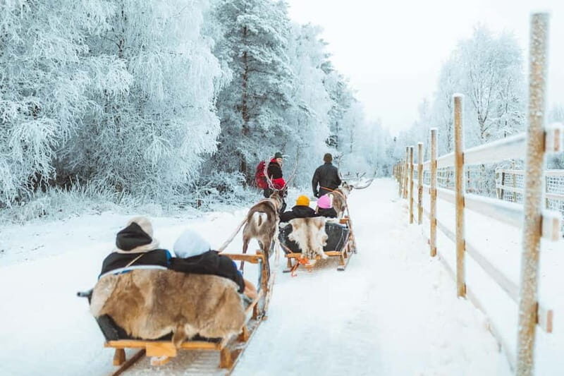 Rovaniemi: Early Winter Reindeer Sleigh Ride 1-2 km - The Sum Up