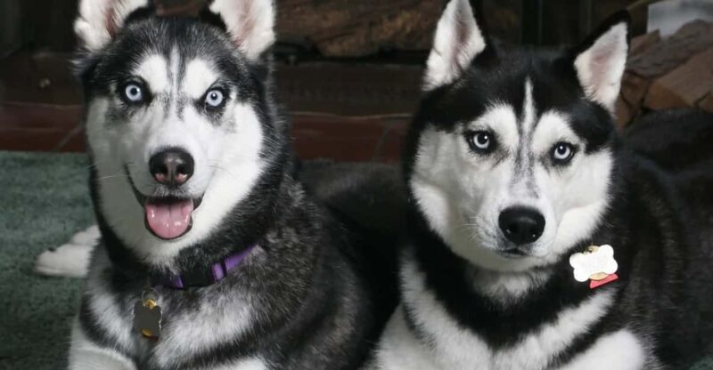 Rovaniemi: Family Friendly Husky Ride and Farm Visit - Rovaniemi: Family-Friendly Husky Ride and Farm Visit