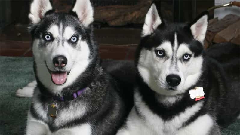 Rovaniemi: Family Friendly Husky Ride and Farm Visit - Key Points