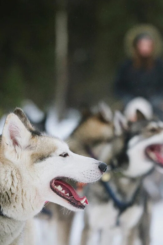 Rovaniemi: Family Friendly Husky Ride and Farm Visit - Who Would Love This Tour?