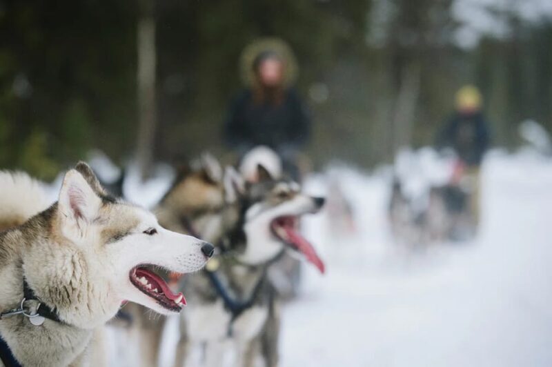 Rovaniemi: Family Friendly Husky Ride and Farm Visit - FAQ