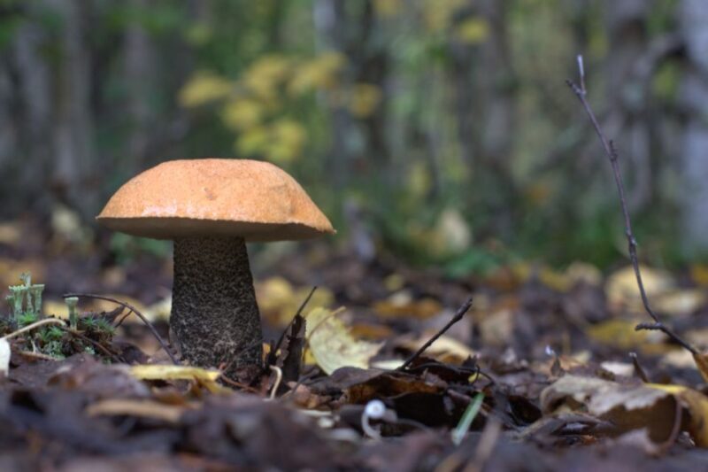 Rovaniemi forest foraging adventure: Pick, Prepare, Savor - Authentic Experiences and Genuine Value