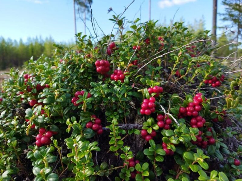 Rovaniemi forest foraging adventure: Pick, Prepare, Savor - FAQ