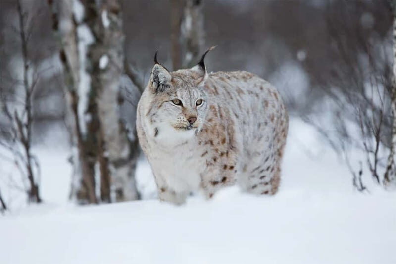 Rovaniemi: Full-Day Highlights Tour with Buffet Lunch - Reindeer and Husky Farm Visits