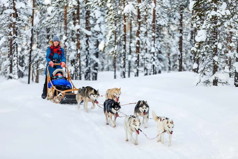Rovaniemi: Full-Day Highlights Tour with Buffet Lunch - Santa Claus Village: The Heart of Lapland’s Festive Spirit