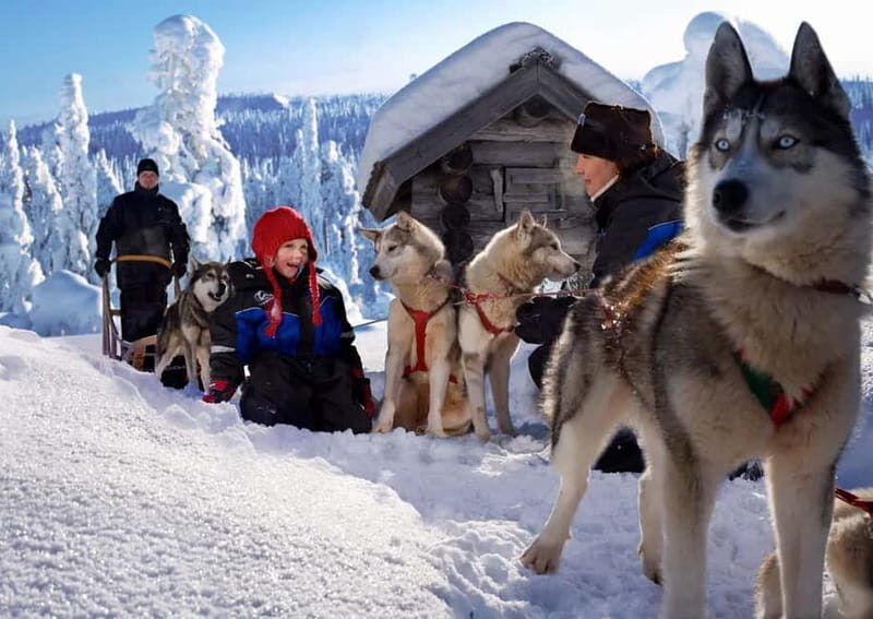 Rovaniemi: Full-Day Highlights Tour with Buffet Lunch - The Arctic Museum: A Cultural and Natural Deep Dive