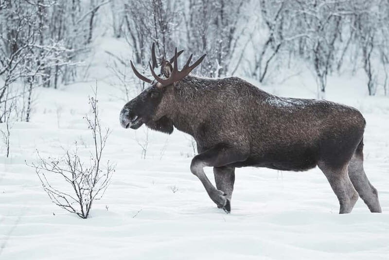 Rovaniemi: Full-Day Highlights Tour with Buffet Lunch - What Travelers Should Know Before Booking