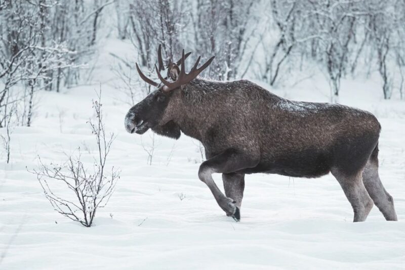 Rovaniemi: Full-Day Highlights Tour with Buffet Lunch - Authentic Experiences and Value