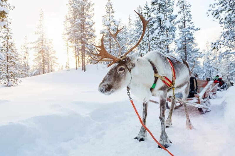 Rovaniemi: Full-Day Highlights Tour with Buffet Lunch - Who is this tour best for?