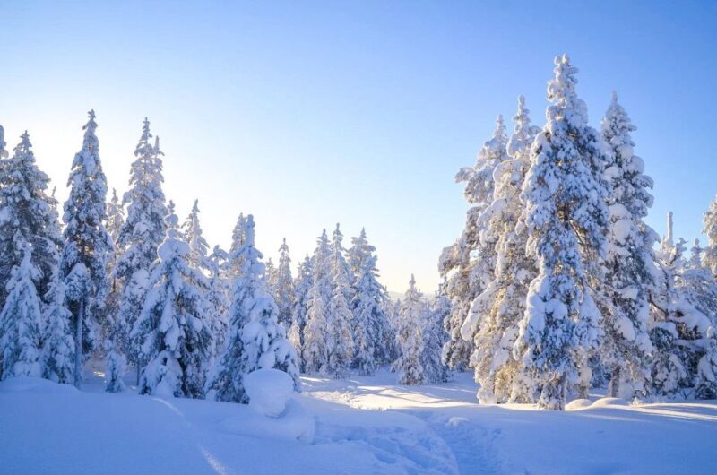 Rovaniemi: Guided Wilderness Snowmobile Ride - A Closer Look at the Rovaniemi Snowmobile Experience