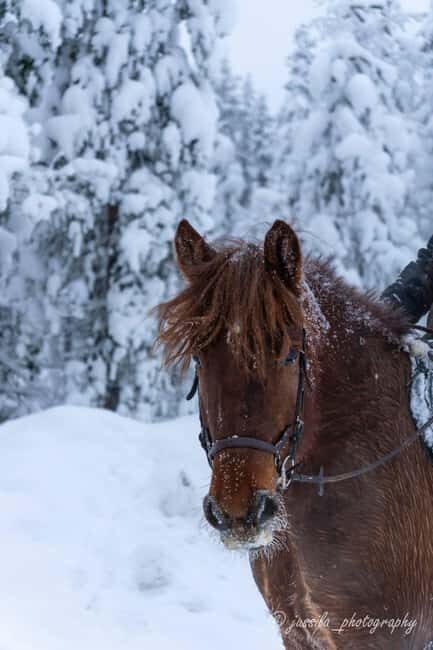 Rovaniemi: Horse-Drawn Sleigh Ride with Snacks and Transfer - Who Will Love This Tour?