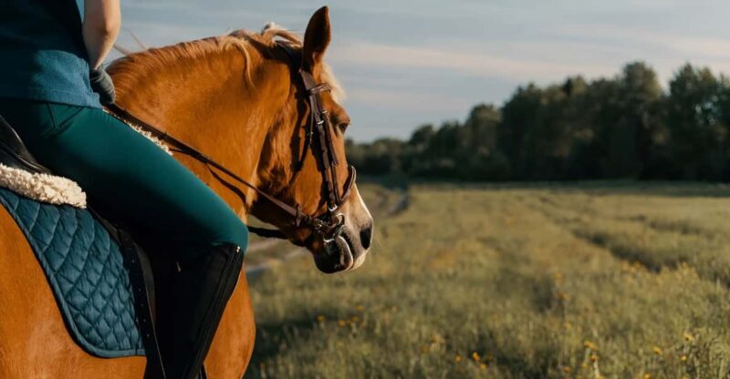 Rovaniemi: Horse Riding in Arctic Wilderness - Exploring Rovaniemi’s Horseback Riding Adventure: An In-Depth Review