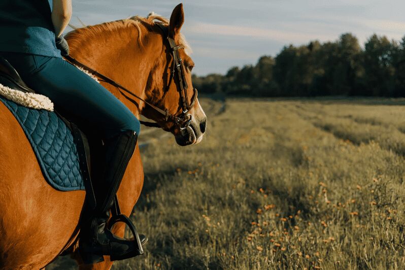 Rovaniemi: Horse Riding in Arctic Wilderness - Who Should Book This Tour?