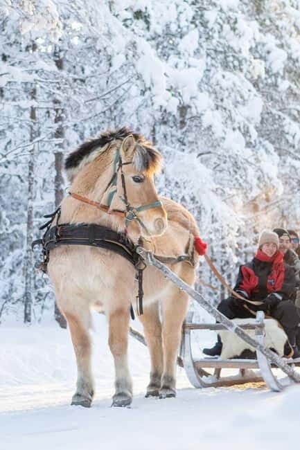 Rovaniemi: Horse Sleigh Ride under the Night Sky - In-Depth Review of the Experience