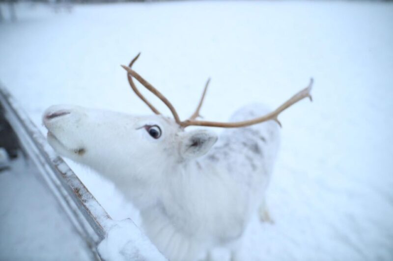 Rovaniemi: Husky and reindeer farm visit with sleigh rides - Key Points