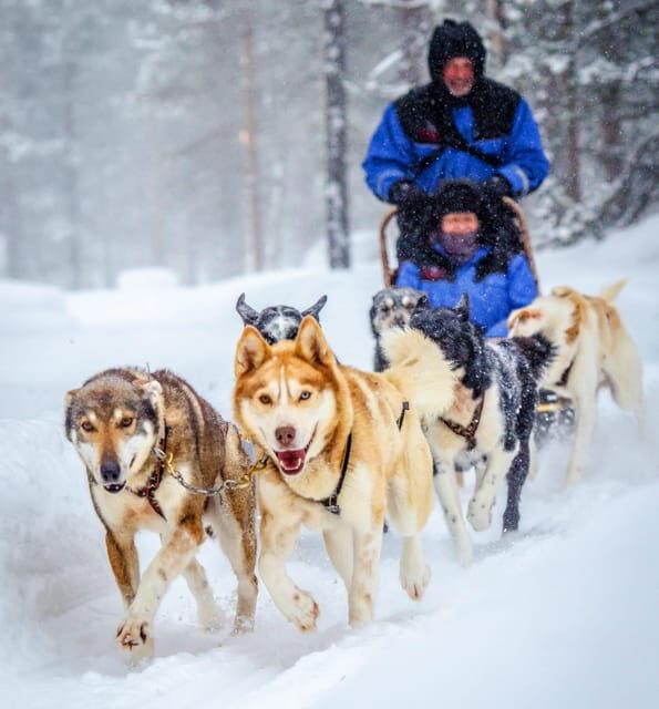 Rovaniemi: Husky and Reindeer farm with sleigh ride - Rovaniemi: Husky and Reindeer Farm with Sleigh Ride — An Authentic Arctic Adventure