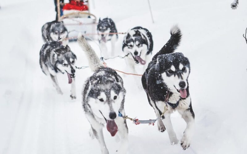 Rovaniemi: Husky and Reindeer farm with sleigh ride - Why Travelers Rate This Tour So Highly