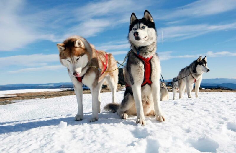 Rovaniemi: Husky and Reindeer farm with sleigh ride - FAQ