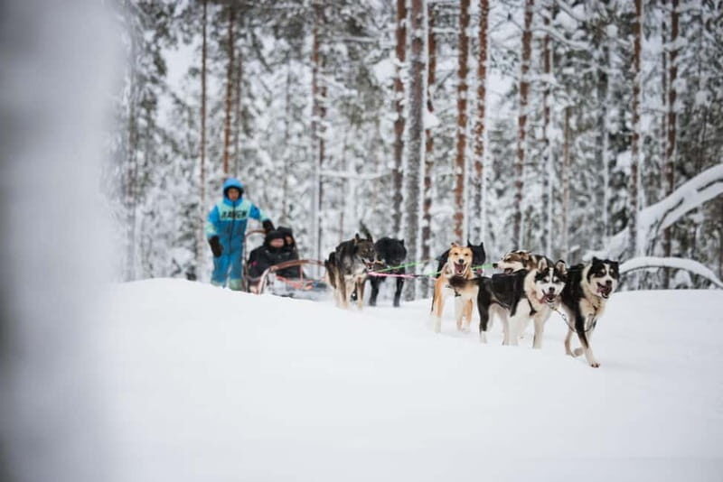Rovaniemi: Husky Farm and Reindeer Experience - A Closer Look at the Experience