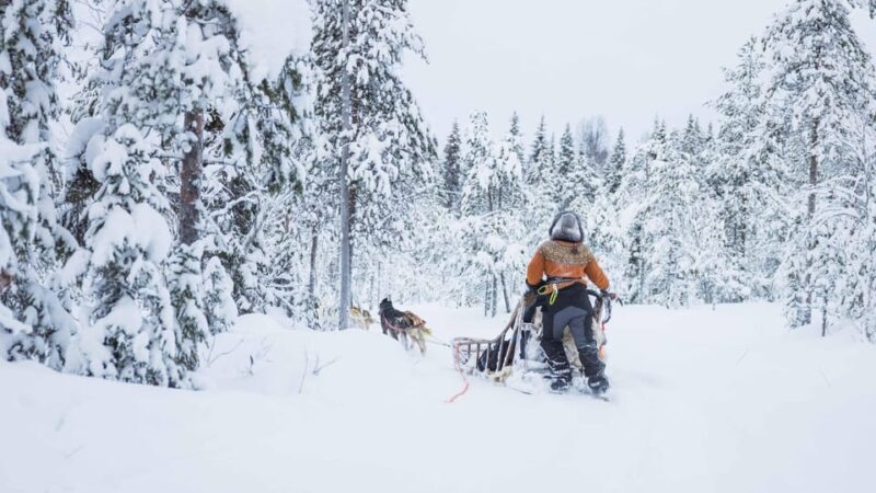 Rovaniemi: Husky Farm Visit with a Sledge Ride - In-Depth Review of the Husky Farm & Sledge Ride Experience