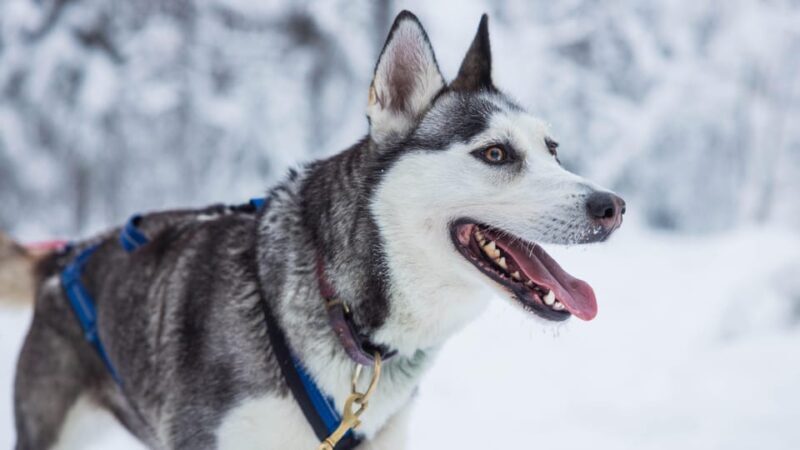 Rovaniemi: Husky Farm Visit with a Sledge Ride - What’s Included & What’s Not