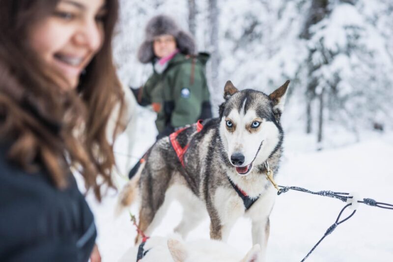 Rovaniemi: Husky Farm Visit with a Sledge Ride - Final Thoughts: Is This Tour Worth It?
